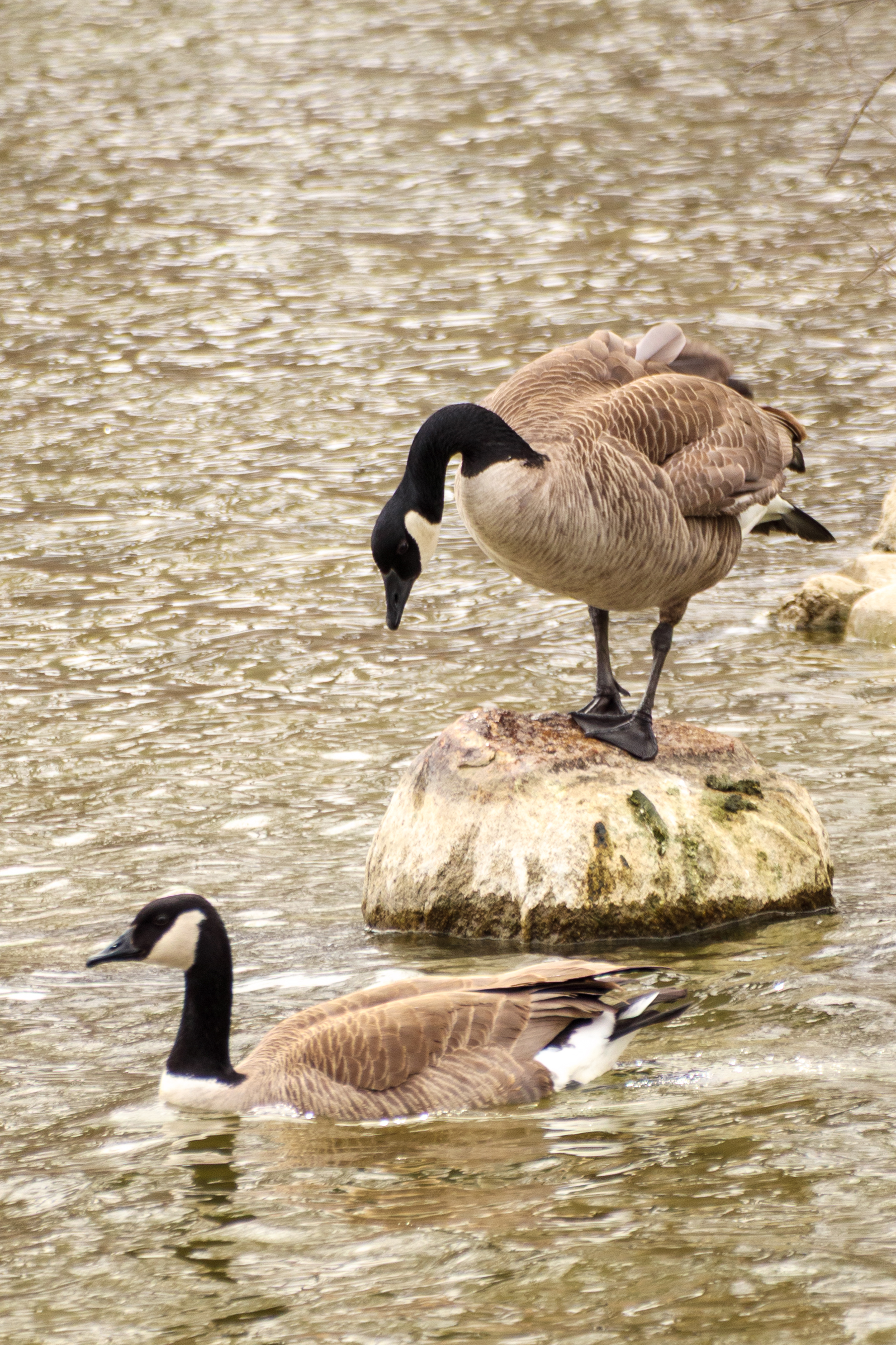 Wildlife photo from the artist emulation project